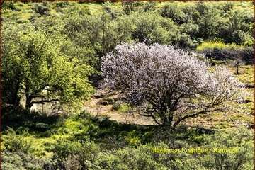 Manto de tonos blancos y rosas en Gran Canaria (Reportaje gráfico de Ildefonso Rodríguez)